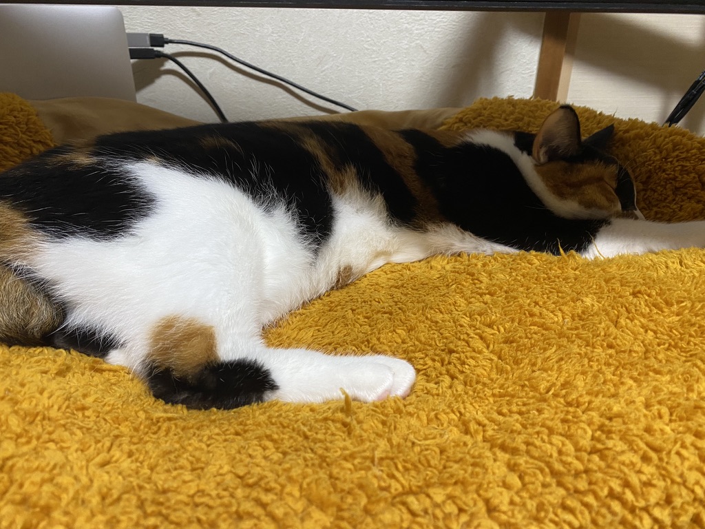 neko